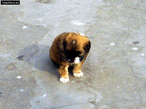 Foto del perro Pekenyo