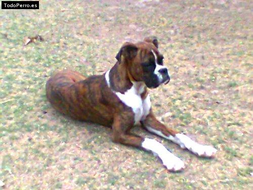 Foto del perro Morena