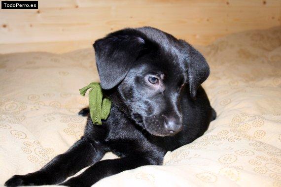 La foto del perro Gus gus Foto del perro Gus gus