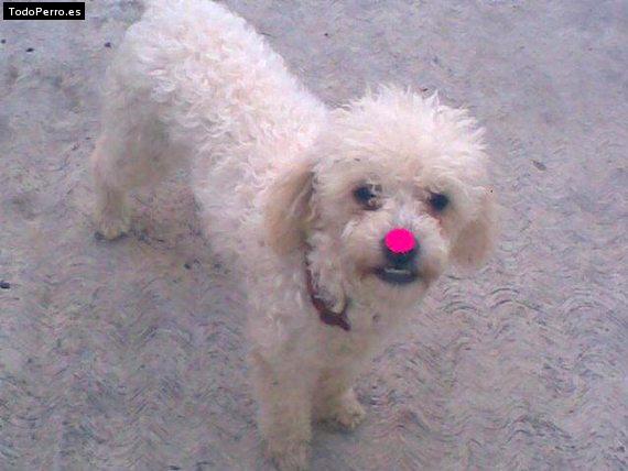 La foto del perro Mamita Foto del perro Mamita