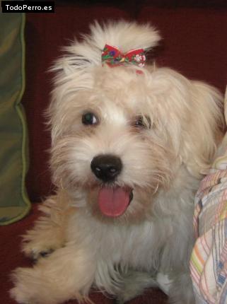 La foto del perro