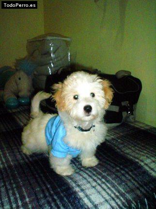 Foto del perro Junior