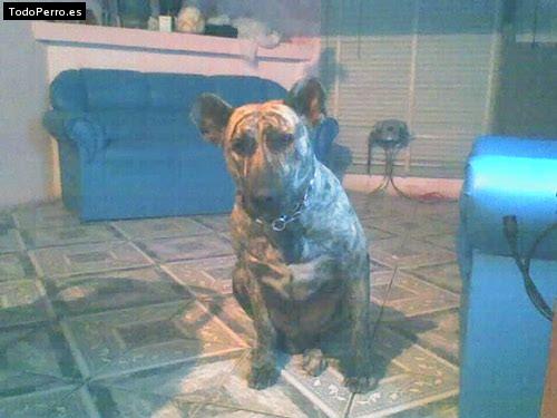 Foto del perro Sam