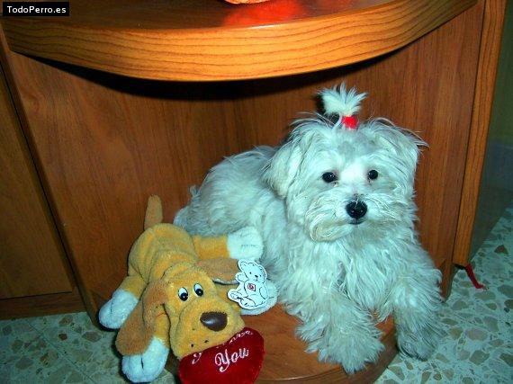 Foto del perro Copito