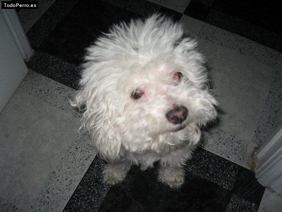 Foto del perro Jael