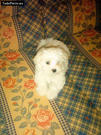 Foto del perro Danna