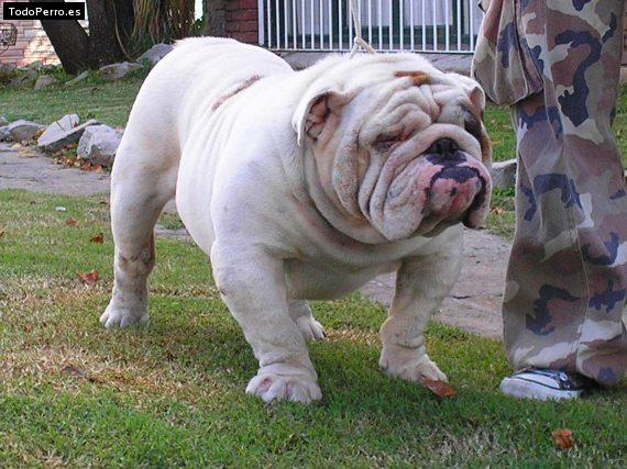 Foto del perro Ray charles