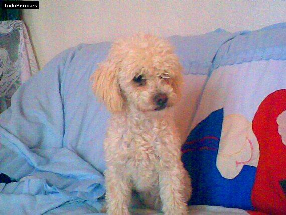 Foto del perro Chispa