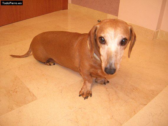 Foto del perro Nina