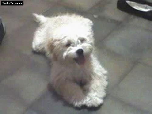 Foto del perro Miny