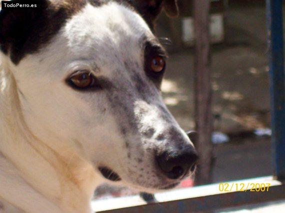 La foto del perro Manchita Foto del perro Manchita