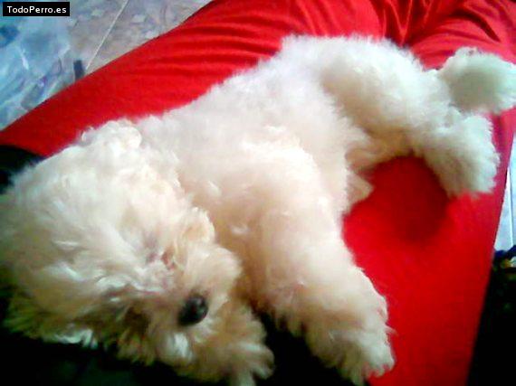 Foto del perro Ian