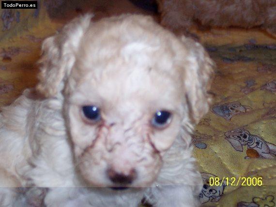 Foto del perro Barbie