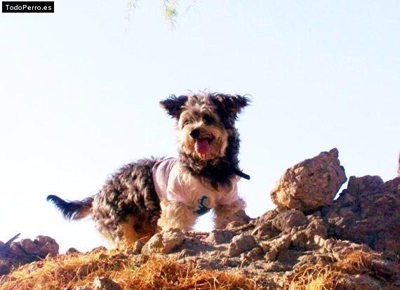 Foto del perro Lobi