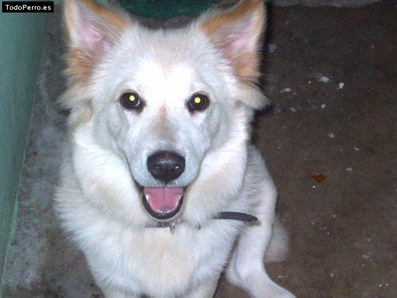 Foto del perro Brenda
