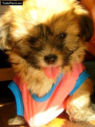 Foto del perro Missie vanilla