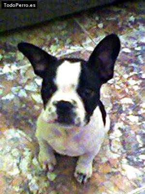 La foto del perro Goku Foto del perro Goku