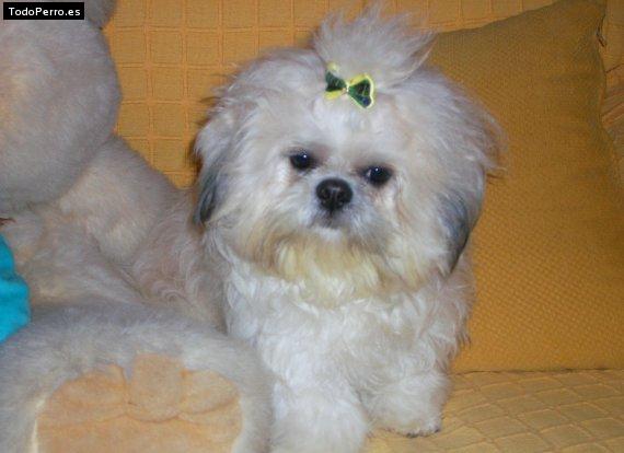 Foto del perro Coco