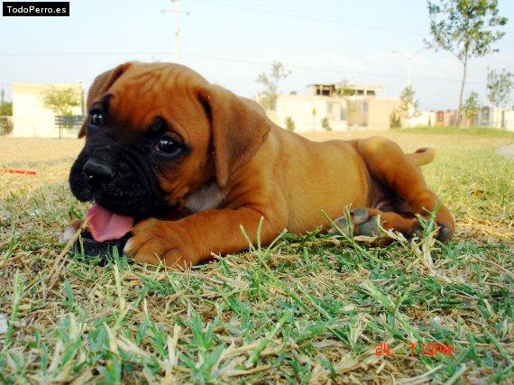 Foto del perro Hunt rocky