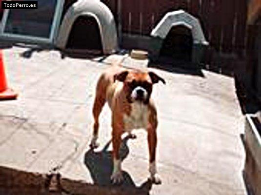 La foto del perro Galleta Foto del perro Galleta