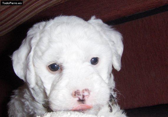 Foto del perro Motas