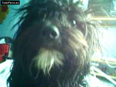 Foto del perro Chicharito