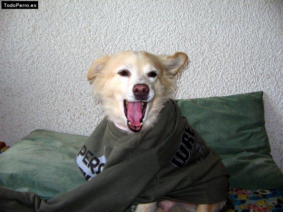 Foto del perro Histel