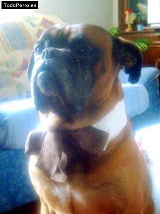 Foto del perro Tyson