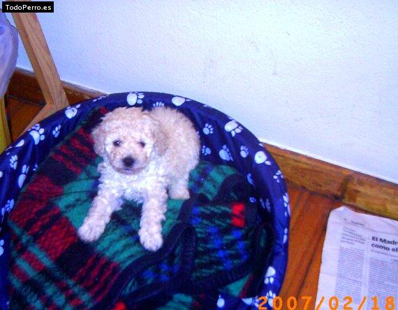 Foto del perro Sugus