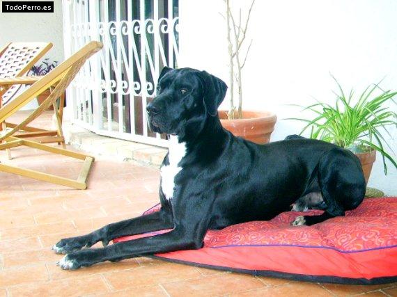 Foto del perro Nix