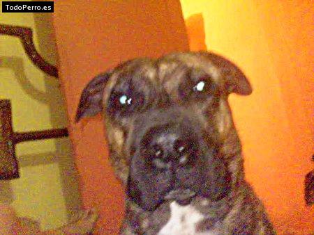 Foto del perro Miclo