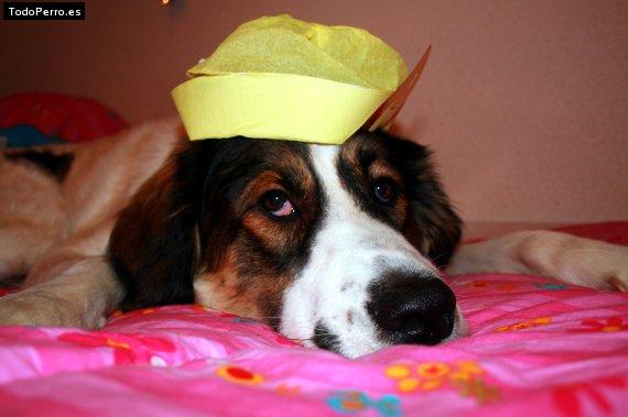 La foto del perro