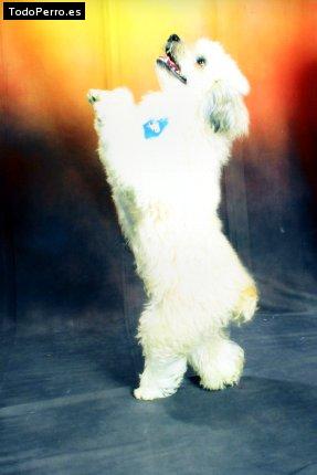 Foto del perro Wicki
