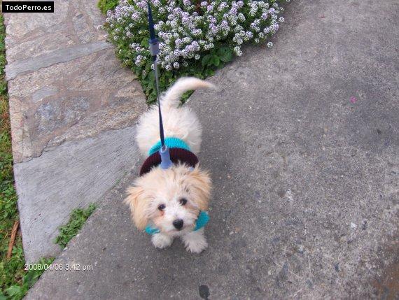 Foto del perro Huesito