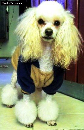 Foto del perro Homero