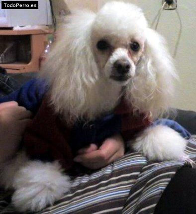 Foto del perro Enrique
