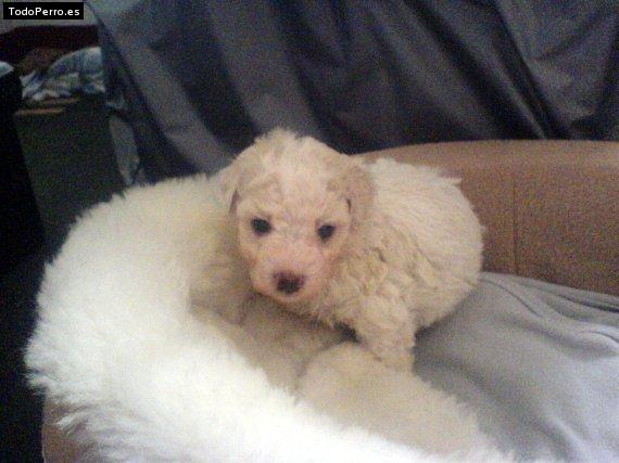 Foto del perro Mathias