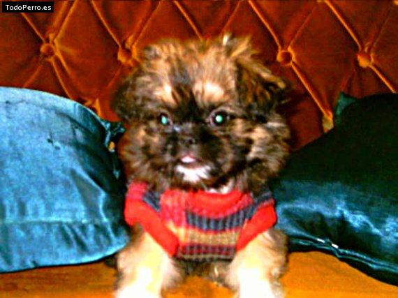 Foto del perro Cocolina