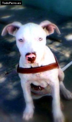 La foto del perro Gorda Foto del perro Gorda