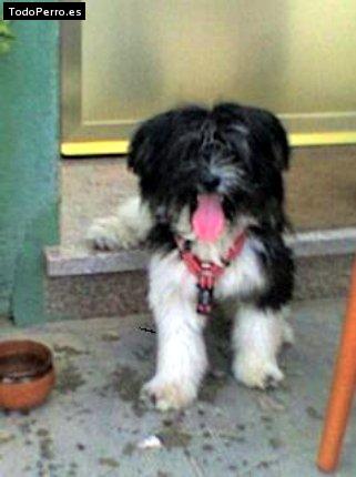 Foto del perro Morito