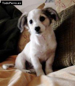 La foto del perro Clarita Foto del perro Clarita