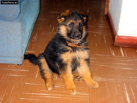 Foto del perro Wanda