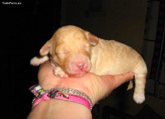 Foto del perro Candy channel bastida