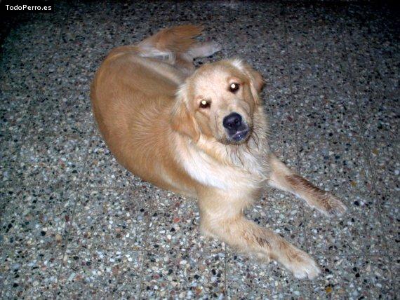 Foto del perro Bruma