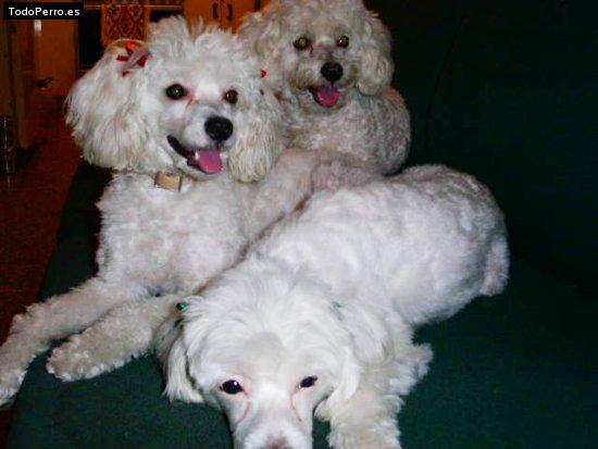 Foto del perro Caramelo, beba y oso