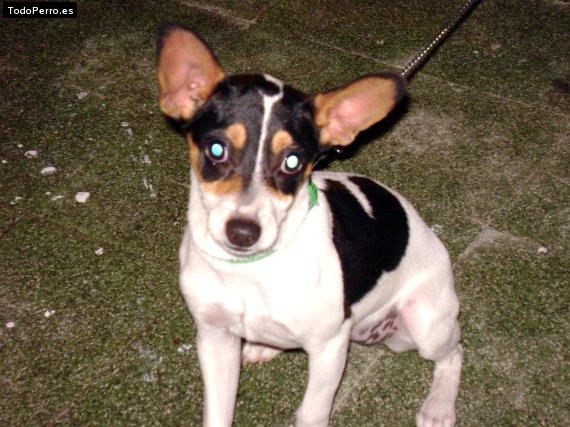 Foto del perro Tufa