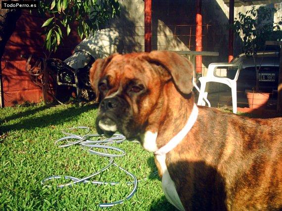 Foto del perro Tina