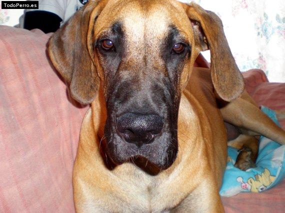 Foto del perro Crom