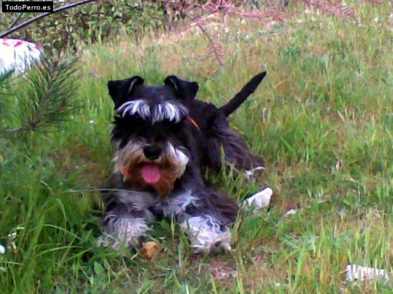 Foto del perro Sancho