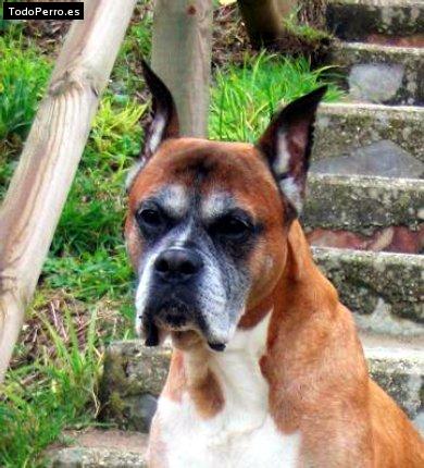 Foto del perro Kaiser